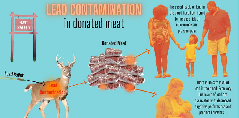Lead contamination in hunter-donated meat (diagram)